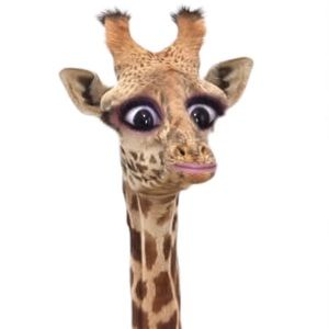 Meet your Posher, Darcel